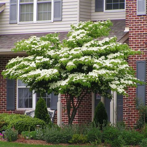 Dogwoods give rich red fall foliage, lustrous dark green summer color and a great shaped tree for winter interest. White Kousa Dogwood Tree in 2020 | Kousa dogwood tree ...