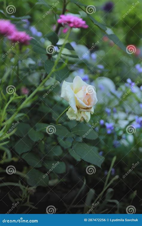 A White Rose Blooms Beautifully In The Garden In Summer Stock Photo
