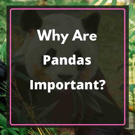 Why Are Giant Pandas Important Explained