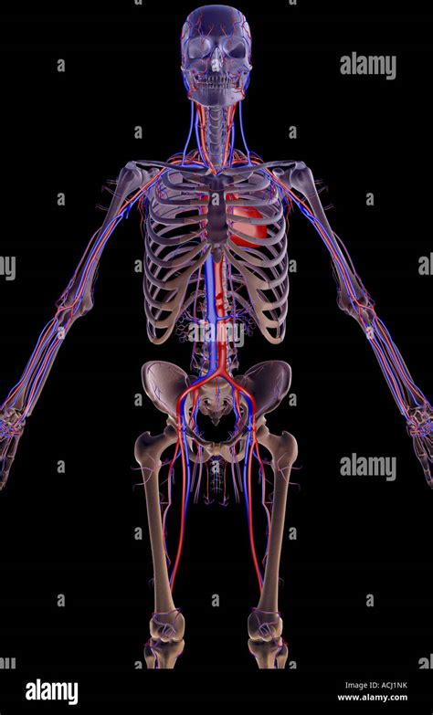 The Blood Supply Of The Upper Body Stock Photo Alamy