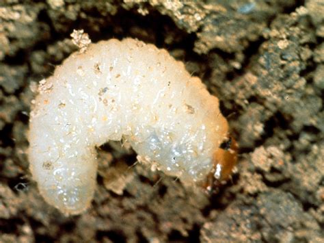 Root Weevil Larva Larvae Or Grubs Are Creamy White Or Flickr