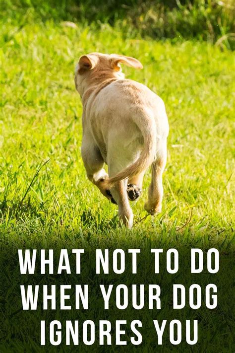 How To Correct A Dog That Ignores The Recall Top Tips Dog Recall
