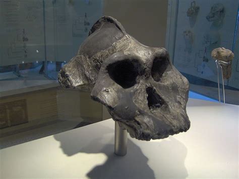 Ape Skulls Shed Light On The Sex Lives Of Our Early Human Ancestors