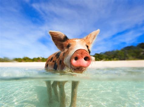 Put Swimming With Pigs On Your Bahamas Bucket List