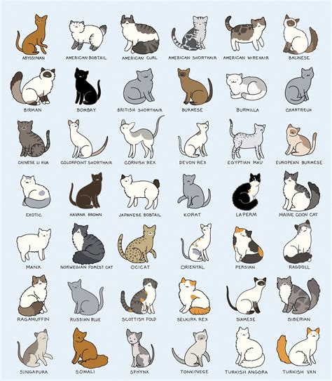 Discover The Feline World A Comprehensive Breed Of Cats List