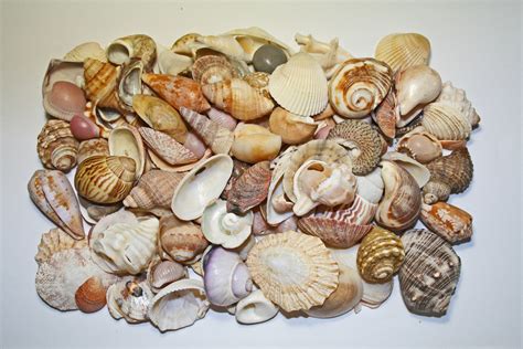 Collection Of Sea Shells Free Stock Photo Public Domain Pictures