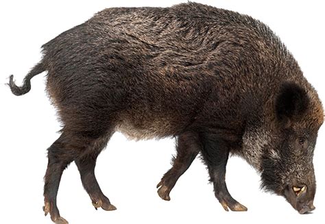 42 Boar PNG image collection for free download-