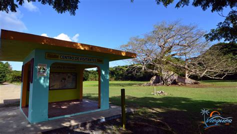 The Vieques Ceiba Tree Park Vieques