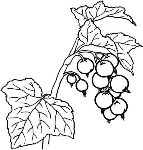 Holly, holly, christmas plant, christmas symbol, cute winter doodles, coloring book holly berry in cartoon style, coloring page, christmas education paper game for the development of children, kids preschool. Holly Berry Coloring Pages at GetColorings.com | Free ...