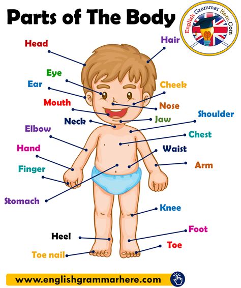 Home » tamil worksheets » ukg tamil worksheets » body parts name worksheets » tamil in this worksheet kids can learn about body parts names in tamil. Body Parts Name In Tamil And English : Human body parts ...