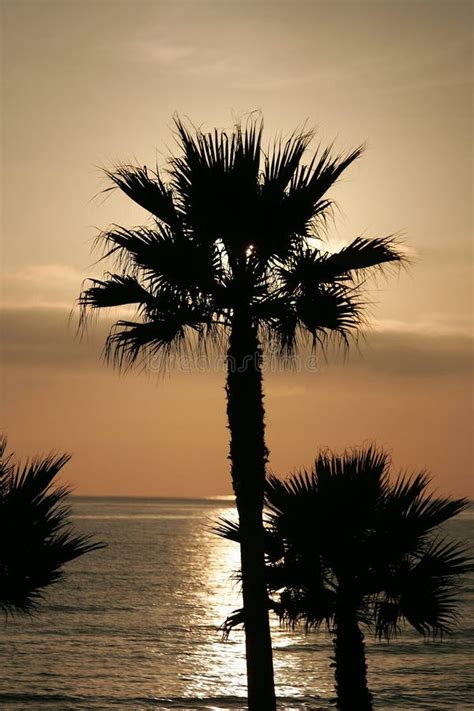 Silhouette Sunset Palm Trees Stock Image Image Of Silhouette Tree