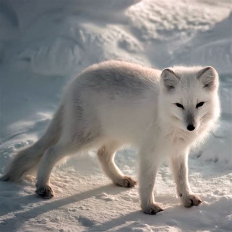 Arctic Fox Youtube