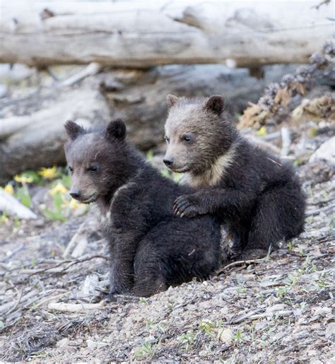 Yellowstone Grizzly Bear Pals