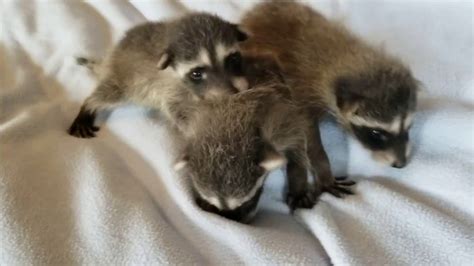 Orphaned Baby Raccoons In Care At Wildcare 4 Weeks Youtube