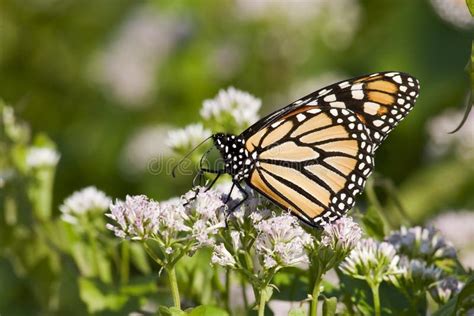 Farfalla Che Si Alimenta I Fiori Gialli Immagine Stock Immagine Di