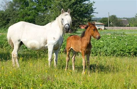 Mother And Baby Horse Stock Image Colourbox