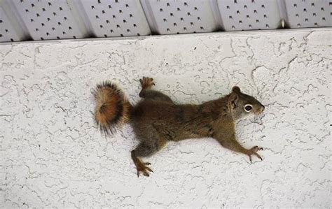 Blog Wildlife Control In Tampa Answering Your Burning Questions