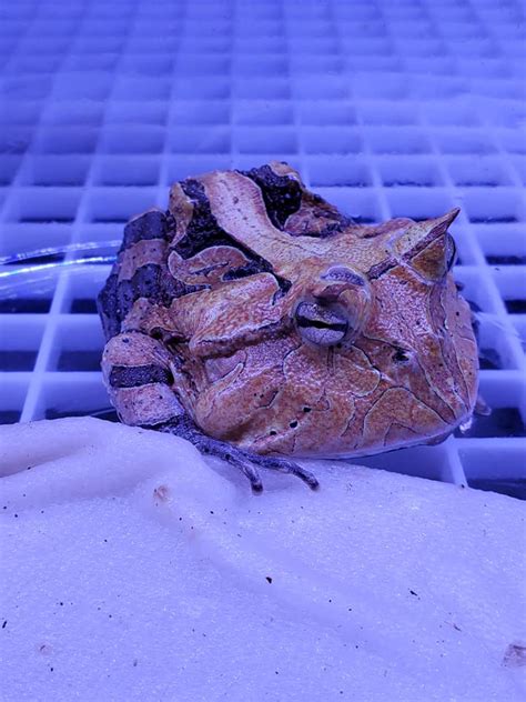 Bad bugs pest control in birmingham, al offers professional pest prevention and insect control services against ants, spiders, roaches, mosquitoes, bed bugs and more. Unique Aquariums Fish Store and Reptiles - Aquatic Pet ...