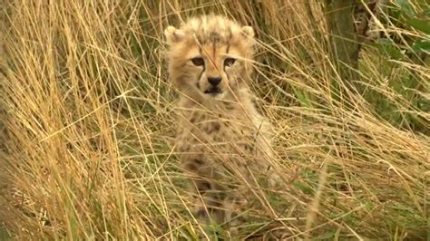 Keeper Thrilled At Cute Baby Cheetah Cubs Youtube