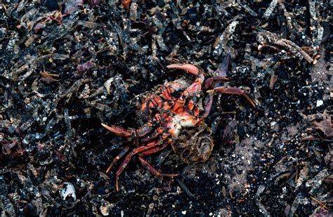 Free Images Food Seafood Fauna Crab Invertebrate Crustacean