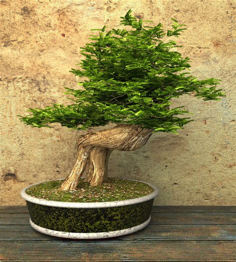 13 Types Of Bonsai Trees By Style And Shape Plus Pictures