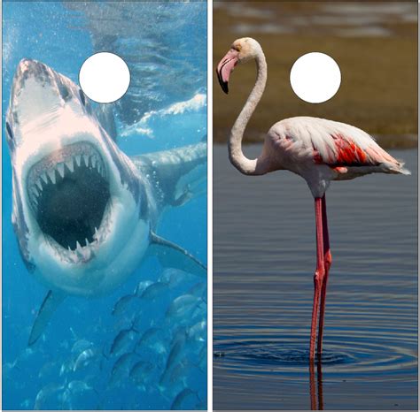 Shark Flamingo Uv Direct Print Cornhole Tops Elite Choice Graphics