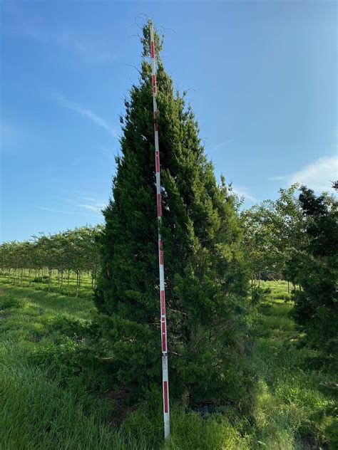 Maybe you would like to learn more about one of these? Fish Branch Tree Farm, Inc. | plantANT.com
