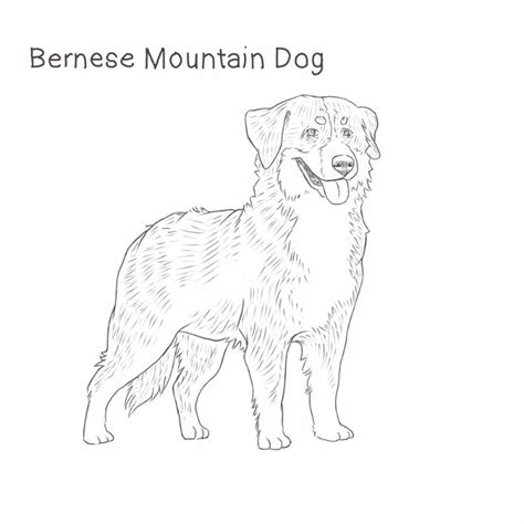 Bernese Mountain Dog Drawing Dog Breeds List Dog Line Drawing Dog