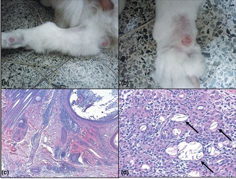 Foreign Body Reaction To Ruptured Follicular Cysts In Dogs Kim 2021