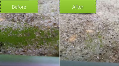 The biggest problem with green spot algae is that it can quickly appear on plant leaves and spread to the rest of that plant as well as to other plants; How to (DIY) remove green spot algae from aquarium glass ...