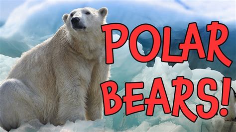 Polar Bears Learn Fun Polar Bear Facts For Children Youtube