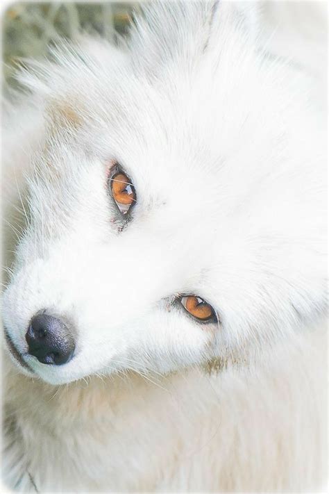33 best white wolves with bright blue eyes images on Pinterest | White