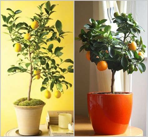 Design Megillah Indoor Potted Trees