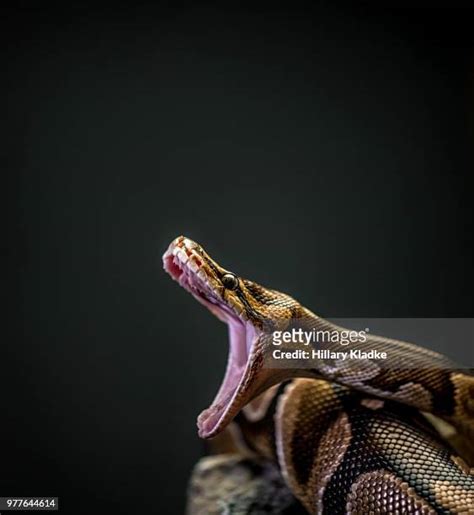 Python Mouth Open Photos And Premium High Res Pictures Getty Images