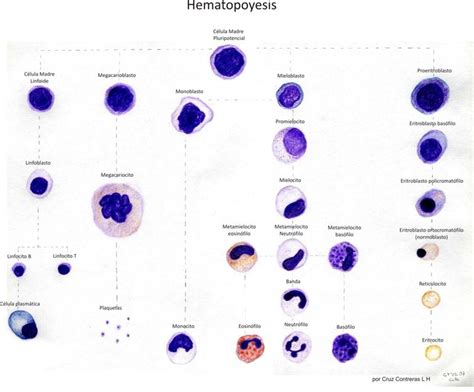 Medicina Hematopoyesis