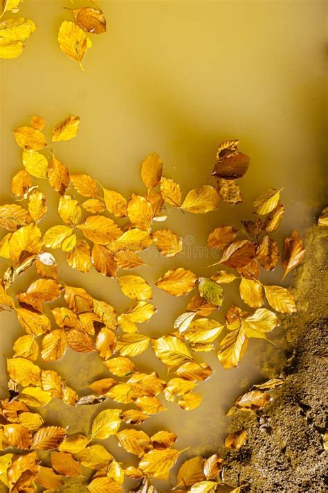 Yellow Fallen Autumn Leaves Float In A Puddle And Swamp Stock Image