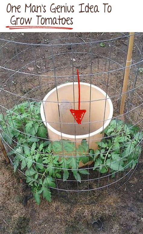 10 Tomato Garden Ideas Simphome Growing Tomatoes Vegetable Garden