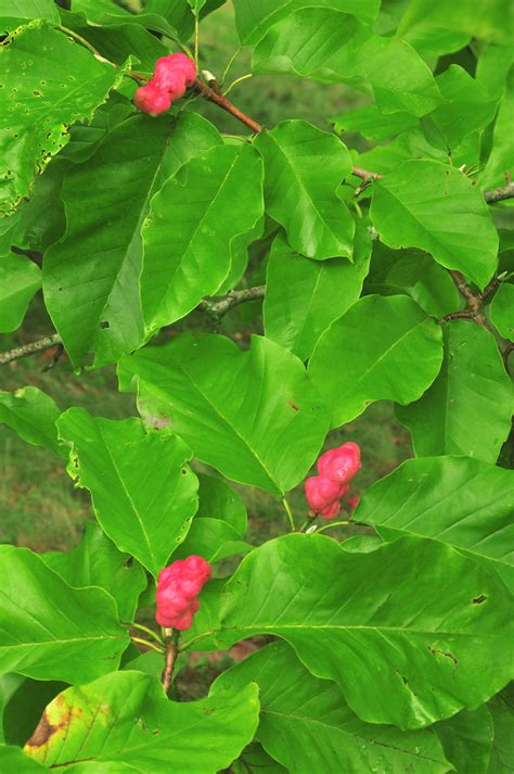 It is a popular summer vegetable plant. Magnolia acuminata (cucumber-tree): Go Botany