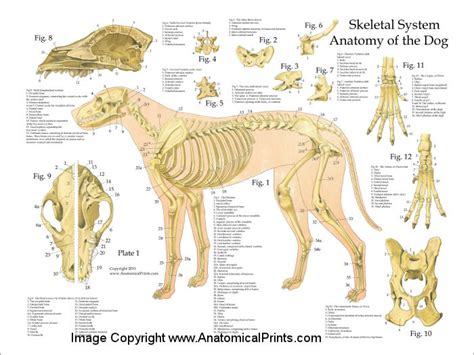 Dog Skeletal Anatomy Poster
