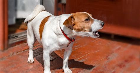 How To Stop Dog Barking At Door Dog Blog