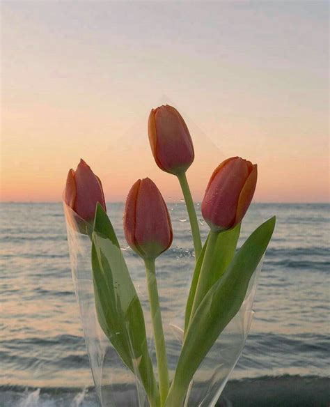 Aesthetic Flowers Tulips Ideas Mdqahtani