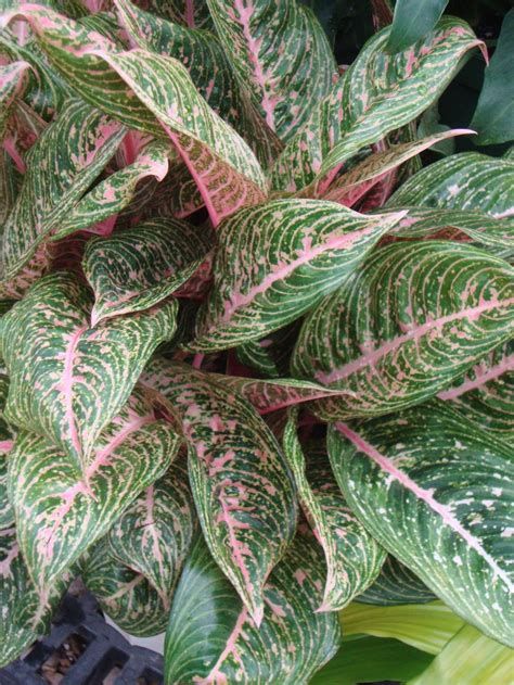 Photo Of The Entire Plant Of Chinese Evergreen Aglaonema Pink