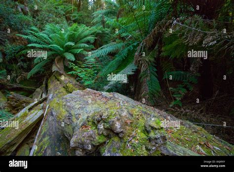 Fallen Moss Covered Tree Trunk And Manferns In Tasmanian Rain Forest
