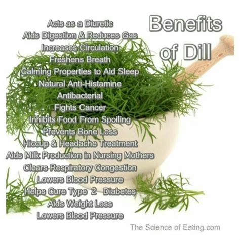 benefits of dill health and beauty tips pinterest