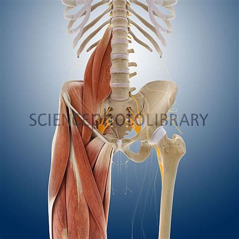 Lower Body Anatomy Artwork Body Anatomy Artwork Stock Images