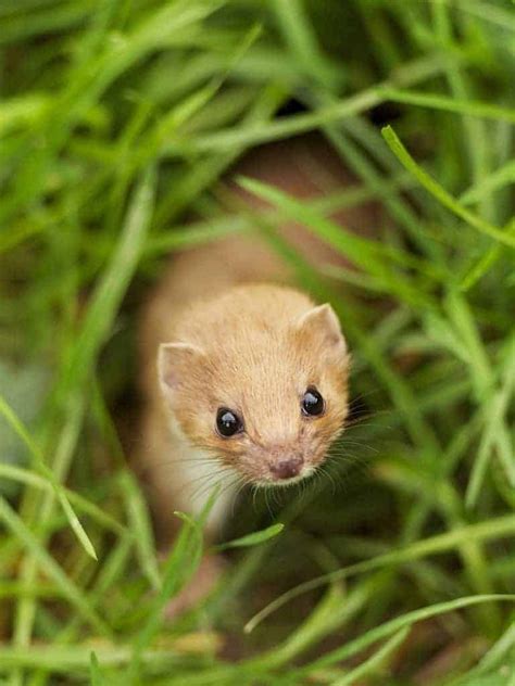 Weasel British Wildlife Centre