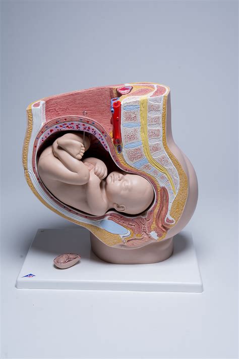 Human Pregnancy Pelvis Fetus Model Th Month Pelvis Teaching Human