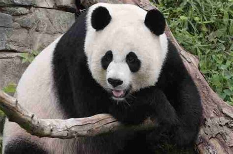 Are Pandas Considered Bears Similarities And Differences