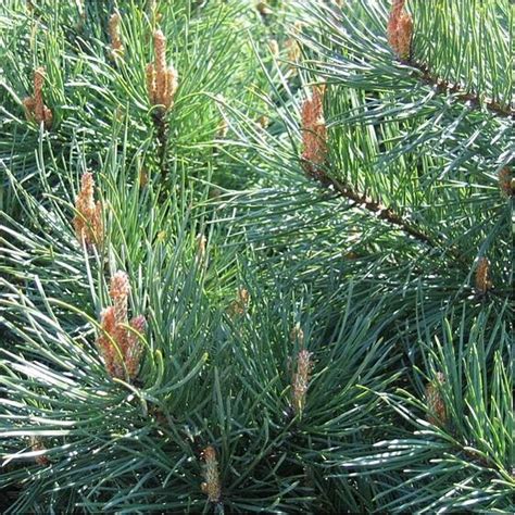 Pin Sylvestre Pinus Sylvestris