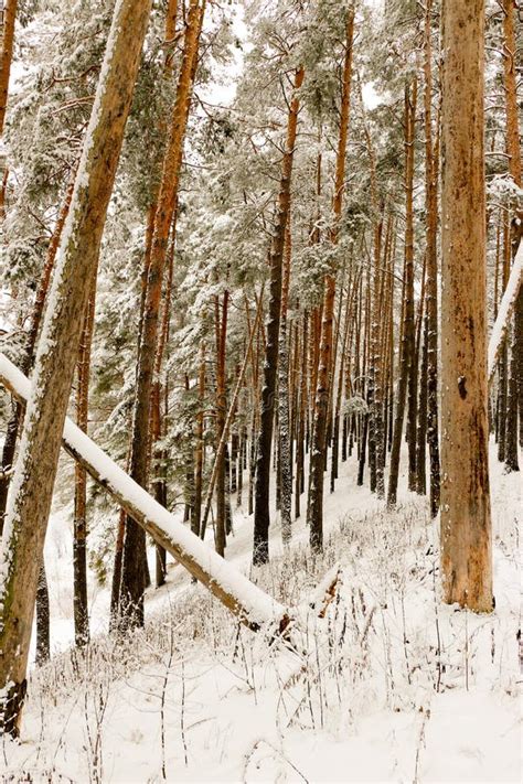 Snow Covered Pine Tree Forest In Nature During Snow Storm Stock Image